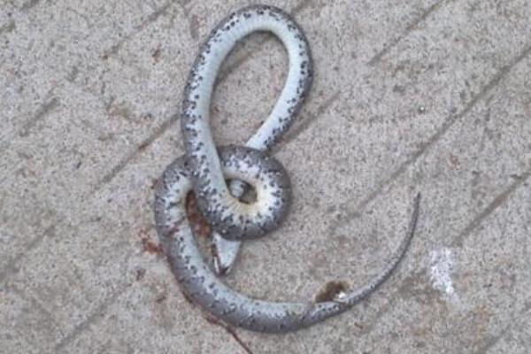 夢見養蛇是什么意思 夢到自己養蛇有什么預兆