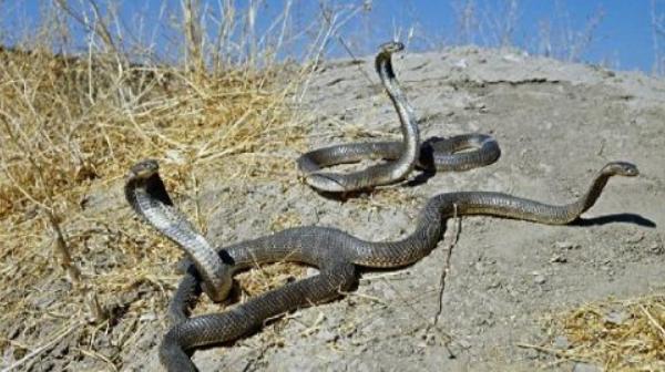 夢見養蛇是什么意思 夢到自己養蛇有什么預兆