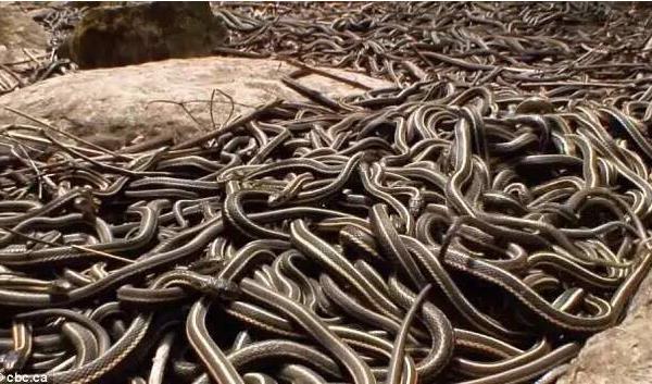 夢見養蛇是什么意思 夢到自己養蛇有什么預兆