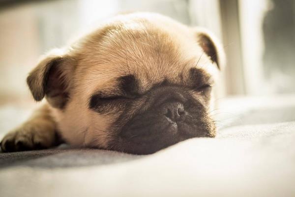 八哥犬市場價(jià)格多少錢一只 八哥犬怎么訓(xùn)練大小便