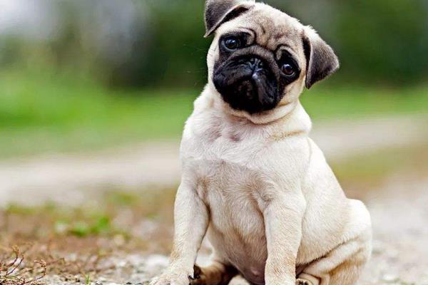 八哥犬市場價(jià)格多少錢一只 八哥犬怎么訓(xùn)練大小便