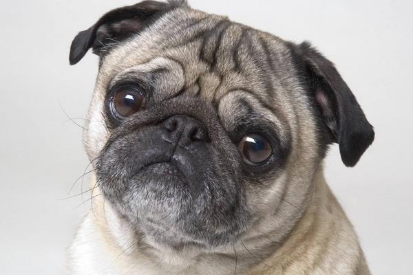 八哥犬市場價(jià)格多少錢一只 八哥犬怎么訓(xùn)練大小便