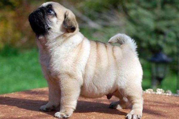 八哥犬市場價(jià)格多少錢一只 八哥犬怎么訓(xùn)練大小便