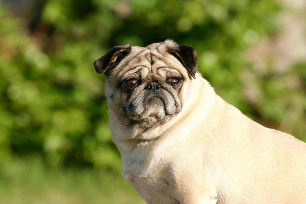 八哥犬市場價(jià)格多少錢一只 八哥犬怎么訓(xùn)練大小便