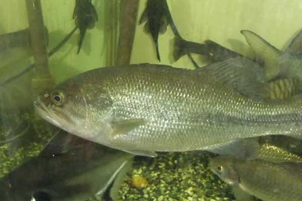 淡水鱸魚養殖技術 鱸魚養殖的水溫條件