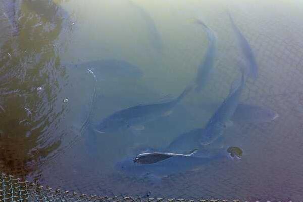 淡水鱸魚養殖技術 鱸魚養殖的水溫條件