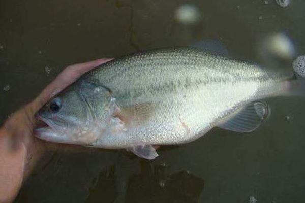 淡水鱸魚養殖技術 鱸魚養殖的水溫條件