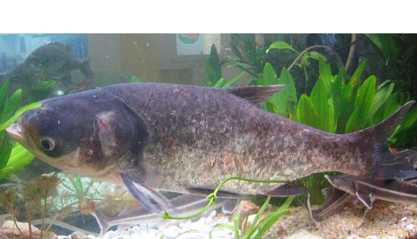 花鰱和胖頭魚的區別是什么 花鰱魚的食用價值