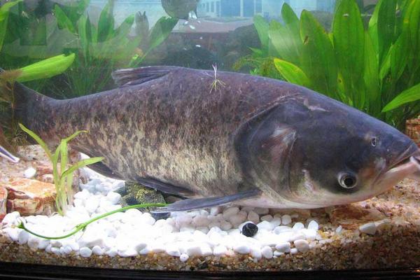 花鰱和胖頭魚的區(qū)別是什么 花鰱魚的食用價(jià)值