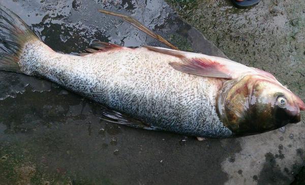 花鰱和胖頭魚的區(qū)別是什么 花鰱魚的食用價(jià)值