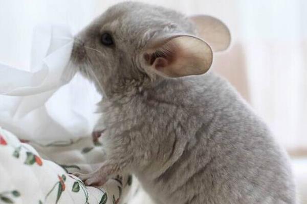 被龍貓咬了要打針嗎 龍貓叫是什么意思