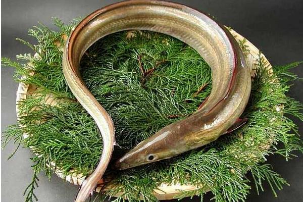 鰻魚是海魚嗎 鰻魚刺多嗎
