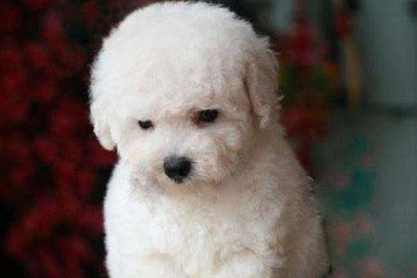 白色泰迪和比熊的區別是什么 比熊喜歡主人抱著嗎