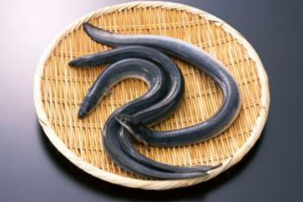 鰻魚湯的功效與作用及禁忌 鰻魚湯的做法大全