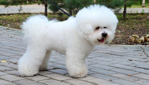 比熊幼犬怎么訓(xùn)練 比熊多久洗一次澡好