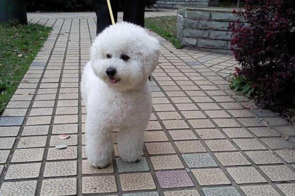 比熊幼犬怎么訓(xùn)練 比熊多久洗一次澡好