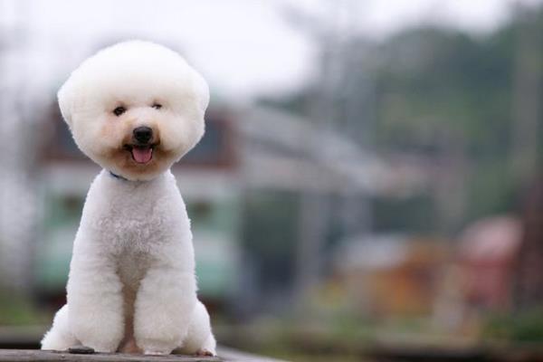 比熊幼犬怎么訓(xùn)練 比熊多久洗一次澡好