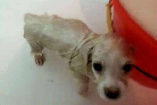 比熊幼犬怎么訓(xùn)練 比熊多久洗一次澡好