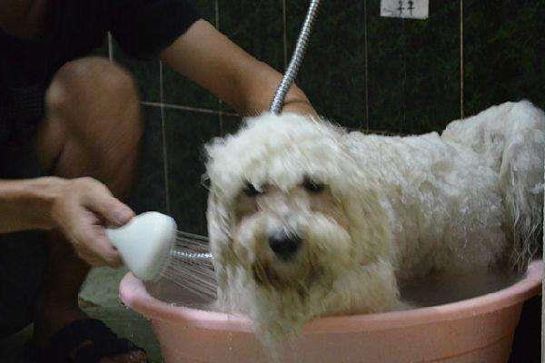 比熊幼犬怎么訓(xùn)練 比熊多久洗一次澡好