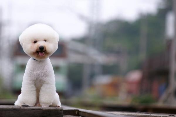 比熊吃什么狗糧好 比熊毛發(fā)黃怎么辦