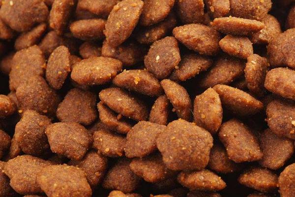 比熊吃什么狗糧好 比熊毛發黃怎么辦