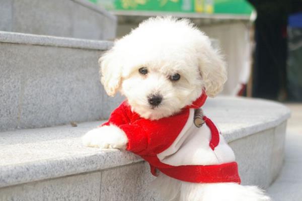 比熊吃什么狗糧好 比熊毛發黃怎么辦