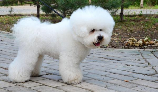 比熊吃什么狗糧好 比熊毛發黃怎么辦