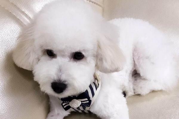 比熊吃什么狗糧好 比熊毛發黃怎么辦