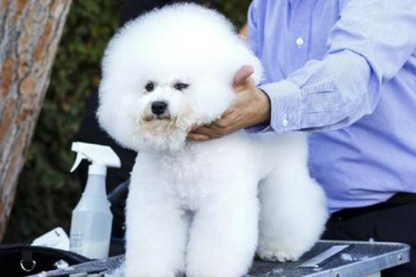 比熊吃什么狗糧好 比熊毛發黃怎么辦