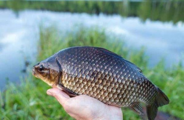 白鯽魚和黑鯽魚的區別是什么 白鯽魚和黑鯽魚的營養一樣嗎