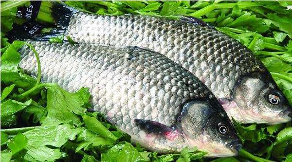 白鯽魚和黑鯽魚的區別是什么 白鯽魚和黑鯽魚的營養一樣嗎