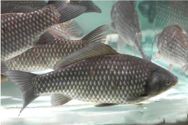 白鯽魚和黑鯽魚的區別是什么 白鯽魚和黑鯽魚的營養一樣嗎