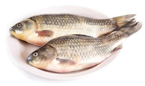 白鯽魚和黑鯽魚的區別是什么 白鯽魚和黑鯽魚的營養一樣嗎