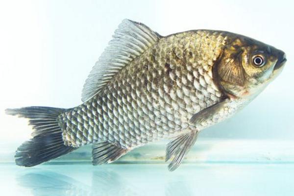 草魚和鯽魚的區別是什么 鯽魚是草魚嗎