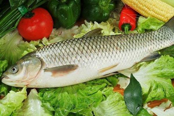 草魚是淡水魚還是海魚 草魚是不是發物