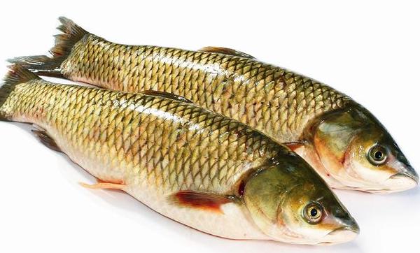 草魚是淡水魚還是海魚 草魚是不是發(fā)物