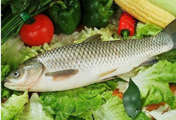 草魚是淡水魚還是海魚 草魚是不是發(fā)物