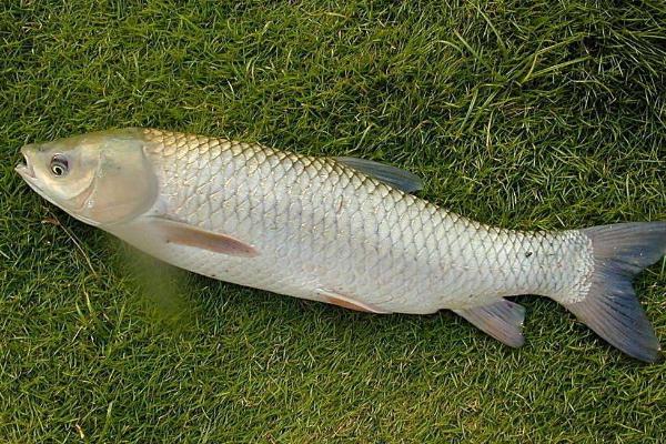 草魚養(yǎng)殖密度多少最好 養(yǎng)草魚水深多少最好