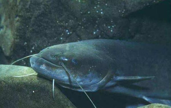 釣鯰魚的最佳時間 夜釣鯰魚絕招