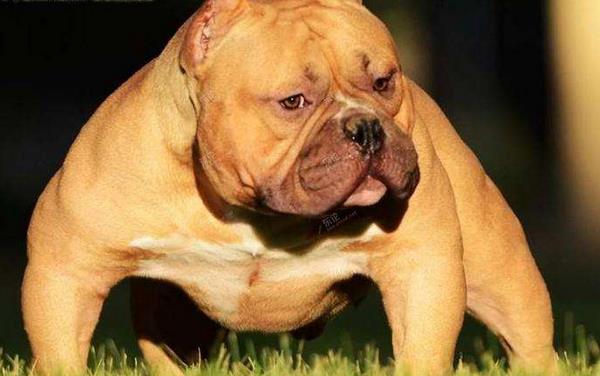 純種惡霸犬市場價格多少錢一只 惡霸犬哪種體型（顏色）最貴