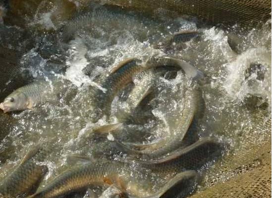 草魚養(yǎng)殖密度多少最好 養(yǎng)草魚水深多少最好