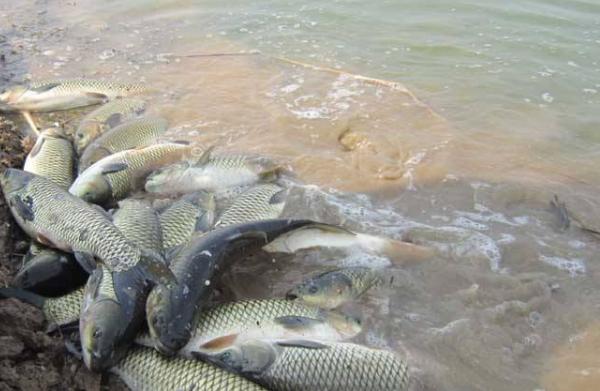 草魚養(yǎng)殖密度多少最好 養(yǎng)草魚水深多少最好