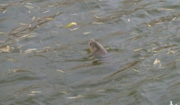 草魚養(yǎng)殖密度多少最好 養(yǎng)草魚水深多少最好