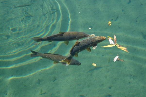 草魚養(yǎng)殖密度多少最好 養(yǎng)草魚水深多少最好