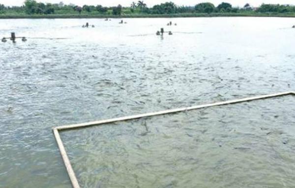 草魚養(yǎng)殖密度多少最好 養(yǎng)草魚水深多少最好