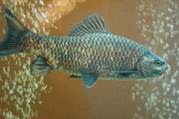 鯽魚(yú)是什么魚(yú) 鯽魚(yú)吃什么 鯽魚(yú)有幾種