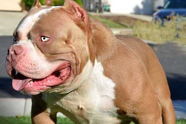 惡霸犬到底咬不咬人 惡霸犬有攻擊性嗎