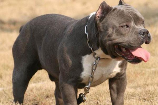 惡霸犬和比特犬的區別是什么 惡霸犬兇嗎