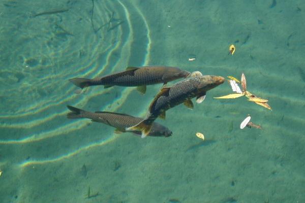 草魚一年能長多少斤 草魚怎么養長的大長的快