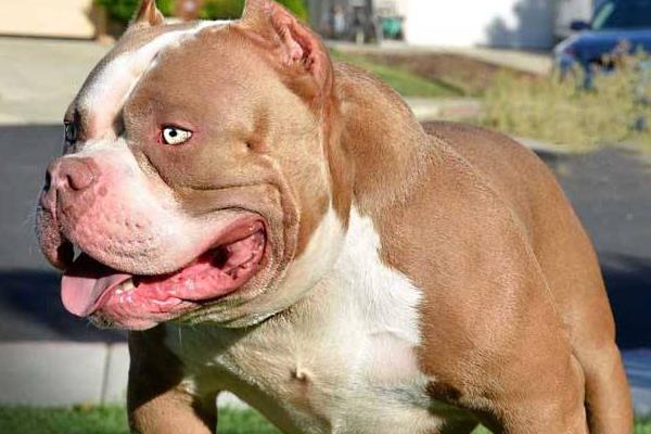 惡霸犬幾個月開始爆頭 惡霸犬爆頭期吃什么